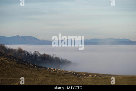 Un tableau rurale di pecore al pascolo sulla cima di una collina che si affaccia sul coperto nebbia valle sottostante Foto Stock