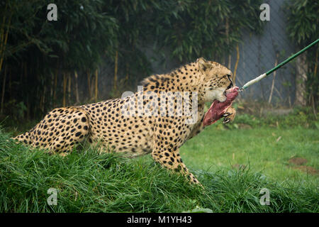 Cheetah afferrando un grosso pezzo di carne durante il periodo di alimentazione al Herberstein zoo in Austria Foto Stock