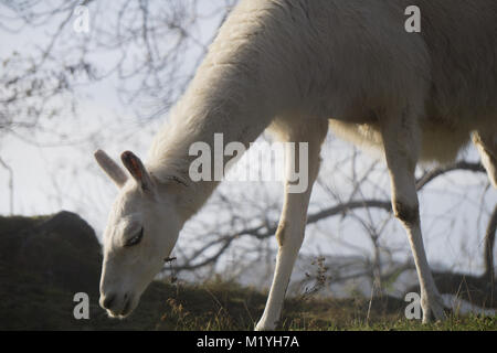 Lama Bianca di pascolare su una collina Foto Stock