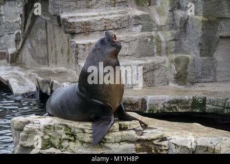 Maschio di leone marino sudamericano ruggente Foto Stock