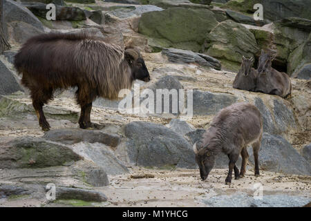 Il Tahr himalayano al lo zoo di Vienna Foto Stock