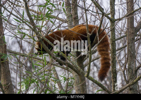 Panda rosso muoversi nel fogliame di autunno Foto Stock