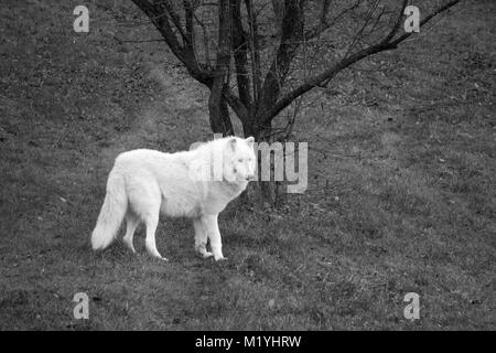 Maestoso lupo bianco in piedi vicino a un albero (nero / bianco) Foto Stock