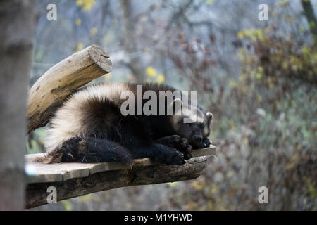 Wolverine dormire su una piattaforma di legno allo zoo Foto Stock