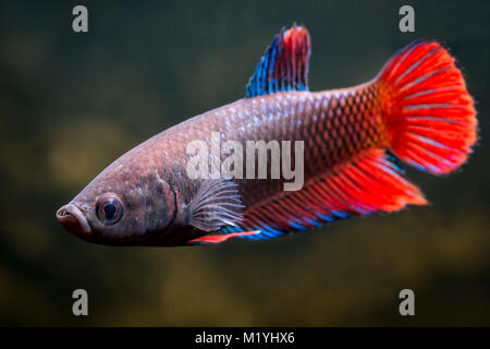 Red betta femmina Foto Stock