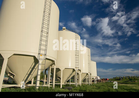 Alberta, Canada. Vista laterale di 4 silos per il grano in primavera. Foto Stock