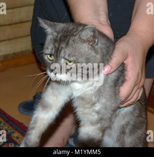 Close-up verticale di divertimento malinconico gatto peloso nelle mani del proprietario. Foto Stock