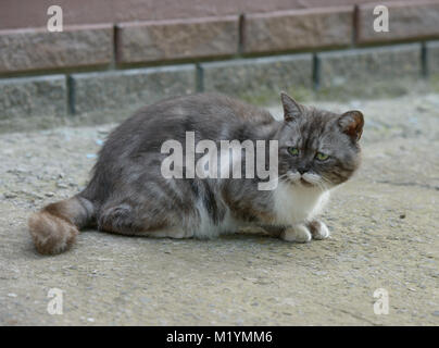 Close-up verticale di divertimento malinconico gatto peloso sul pavimento di cemento. Foto Stock