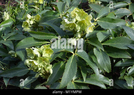 Veratro verde, Helleborus Viridis, Foto Stock