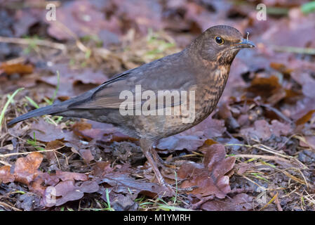 Merlo femmina alimentazione su terra verdeggiante a Attenborough Riserva Naturale, Nottingham, Regno Unito Foto Stock