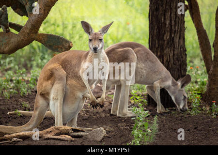 Un canguro con il nero e il bianco marcature sulla sua faccia - il marchio di un canguro rosso (macropus rufus). I due canguri sono in piedi in ombra Foto Stock