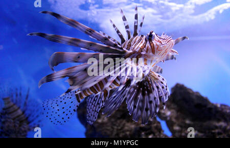 Pesce leone underwater Foto Stock