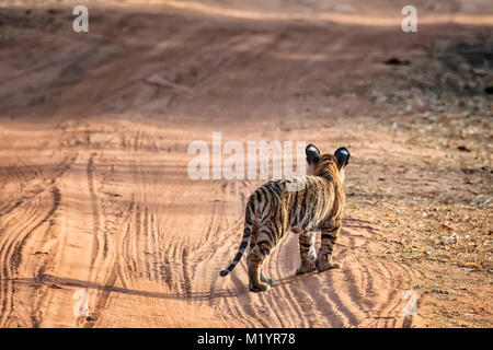 Poco wild tigre del Bengala Cub Panthera tigri tigri, in piedi in una strada che guarda lontano, Bandhavgarh Riserva della Tigre, Madhya Pradesh, India Foto Stock