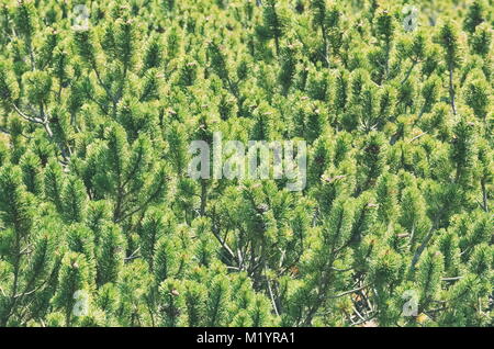 Verde pino di montagna su un giorno di estate Foto Stock