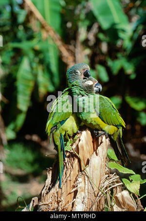 Bolivia. Reyes. Bacino Amazzonico. Due pappagalli sull albero. Foto Stock