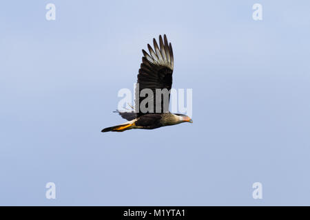 Northern crested caracara in volo con un pallido cielo blu in Costa Rica Foto Stock