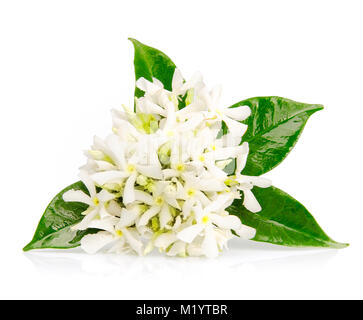 Bellissimi fiori di gelsomino isolati su sfondo bianco Foto Stock