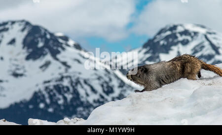 Sibilo marmotta su pareti di ghiaccio Foto Stock