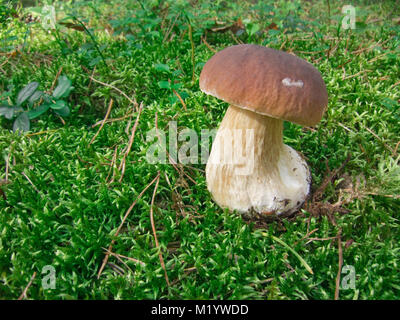 Un bel fungo nel bosco in un giorno nel mese di settembre Foto Stock