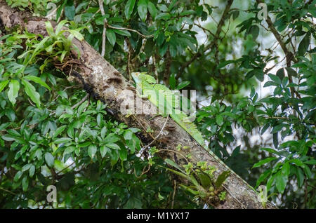 Basilisk piumati (Basiliscus plumifrons), noto anche come verde basilisco, double crested basilisco, o Gesù Cristo lizard, con le sue tre crest Foto Stock