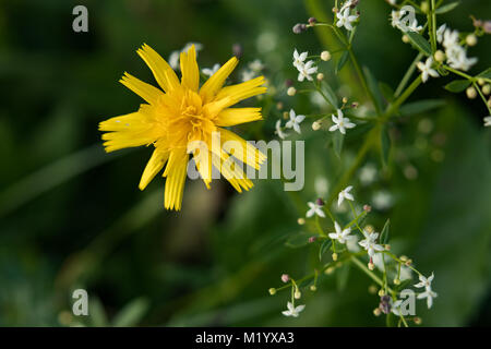 Hawkweed maculato con piccoli fiori bianchi in background Foto Stock