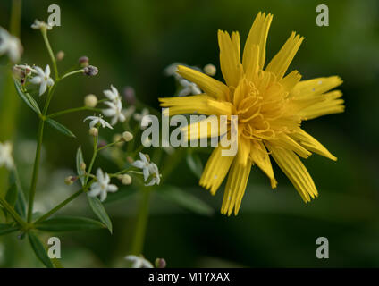 Hawkweed maculato con piccoli fiori bianchi in background Foto Stock