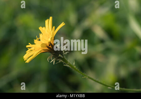 Hawkweed maculato con piccoli fiori bianchi in background Foto Stock