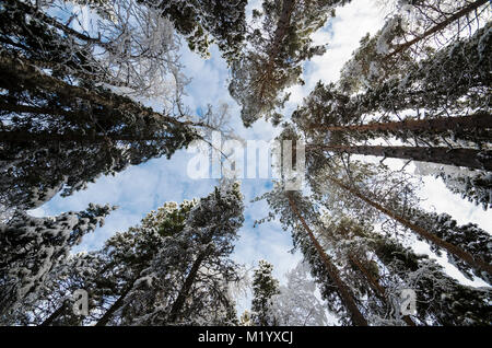 Corone di coperte di neve alberi contro il cielo blu Foto Stock