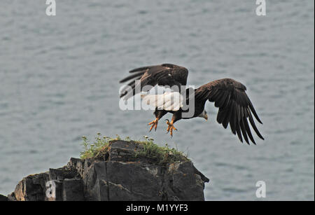 Aquila calva decollare da una roccia sul isola di Kodiak Foto Stock