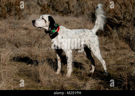 Setter inglese sul punto Foto Stock