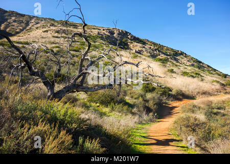 Dry Dead Tree Bernardo Mountain Summit, sentiero escursionistico e vista panoramica. San Dieguito River Park Poway Contea di San Diego North Inland Southern California USA Foto Stock