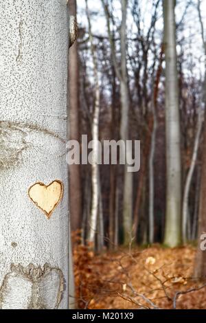 Cuore scolpito sul tronco di albero / faggio. Boschi in background. Valentino / Amore Foto Stock