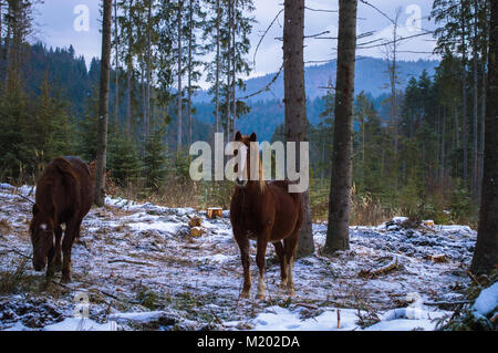 Natura inverno fotografia cavalli !!! Foto Stock