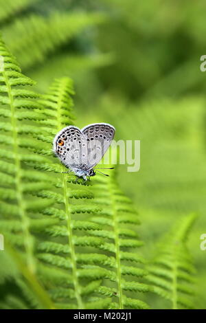 Comune di blue butterfly, Plebeius Icaro, poggiante su una felce Foto Stock