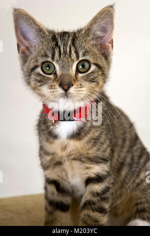 Carino gattino staring wide eyed presso la fotocamera Foto Stock
