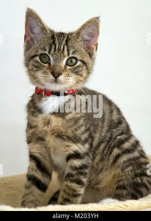 Carino gattino staring wide eyed presso la fotocamera Foto Stock