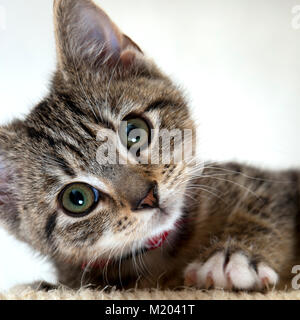 Curioso wide eyed gattino fissando la telecamera Foto Stock