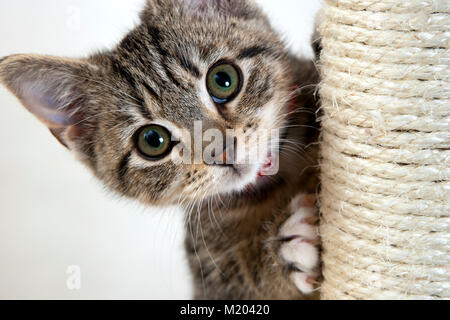 Curioso wide eyed gattino fissando la telecamera Foto Stock