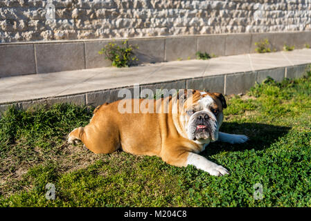 Bulldog inglese in appoggio all'aperto Foto Stock