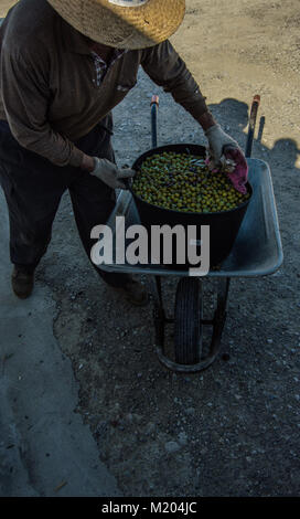 Uomo di prelevare un grosso secchio pieno di olive verdi da un carrello a mano. Scena di un settore rurale in Andalusia. Foto Stock