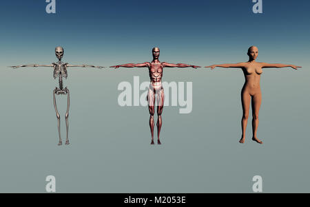 Femmina Anatomia Umana Foto Stock