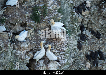 Alta Vista ravvicinata di nidificazione di uccelli marini (sule & guillemots) sui rocciosi chalk cliff-nidi laterale - Bempton Cliffs RSPB riserva, East Yorkshire, Inghilterra2 Foto Stock