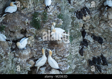 Alta Vista ravvicinata di 3 diversi uccelli marini (sule & guillemots) nidi su chalk cliff-lato - Bempton Cliffs RSPB riserva, East Yorkshire, Inghilterra2 Foto Stock