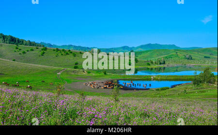 Mandria di mucche e cavalli sulla montagna di pascoli fioriti sulla banca del piccolo lago - pittoresco paesaggio estivo a bright giornata soleggiata, Altai mountai Foto Stock