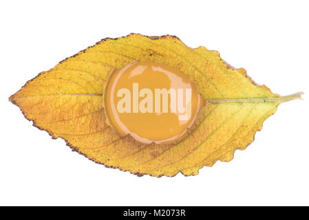 Unico Giallo autunno foglie con vernice coperchio isolato su sfondo bianco Foto Stock