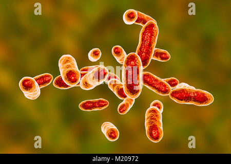 Tannerella coltivazione di batteri, illustrazione del computer. Questo anaerobico gram negativi a forma di asta batterio era precedentemente chiamato Bacteroides forsythus e Tannerella forsythensis. Esso è stato identificato in lesioni aterosclerotiche, ed è implicata nelle malattie periodontali e vaginosi batterica. La sua presenza in bocca è stato associato con un rischio aumentato di cancro esofageo. Foto Stock