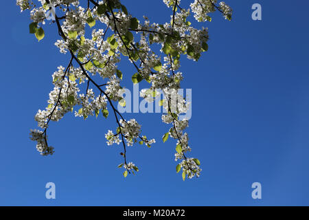 Bella bianca fiorisce di ornamentali, Pear Tree (Pyrus calleryana) pendono verso il basso overhead,la luce solare che li investe.blu cielo dietro, copia dello spazio nel telaio Foto Stock