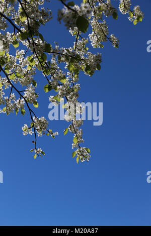 Bella bianca fiorisce di ornamentali, Pear Tree (Pyrus calleryana) pendono verso il basso overhead,la luce solare che li investe.blu cielo dietro, copia dello spazio nel telaio Foto Stock