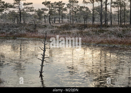 Fredda mattina di Kemeri National Park, Lettonia Foto Stock