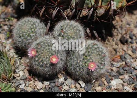 Gruppo di Mamillaria sp. cacti con fiori Foto Stock